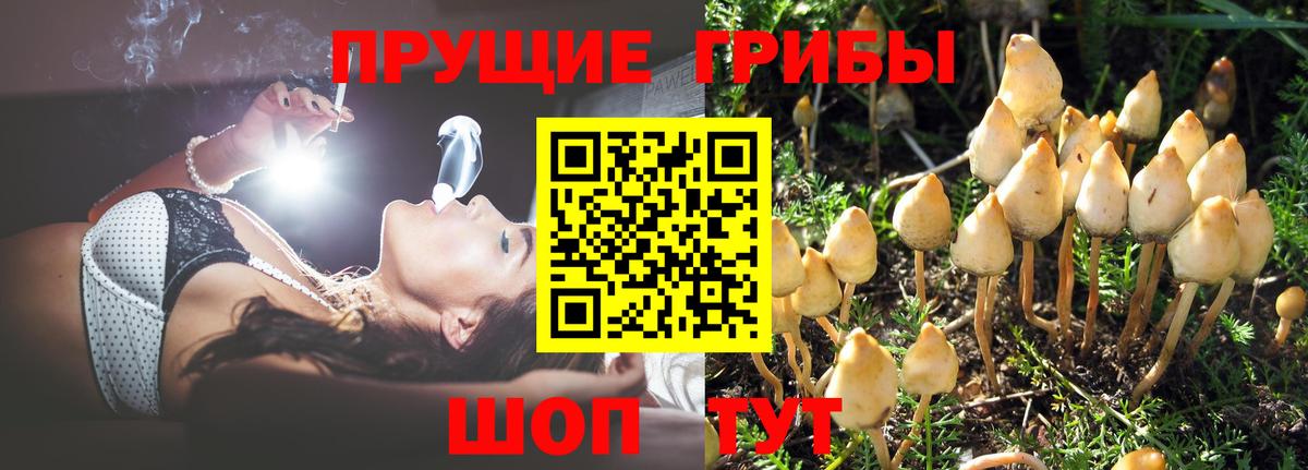 Михайловск  Псилоцибиновые грибы GOLDEN TEACHER  Вход с VPN  Псилоцибиновые грибы MAGIC MUSHROOMS 
